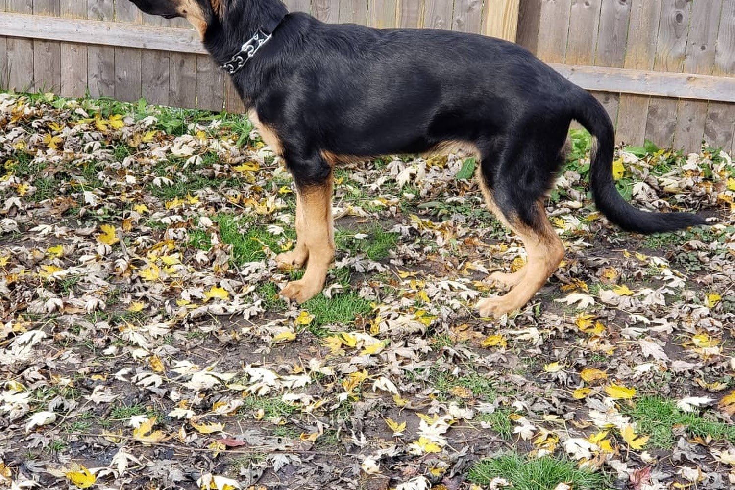 Cahill Veterinary Hospital