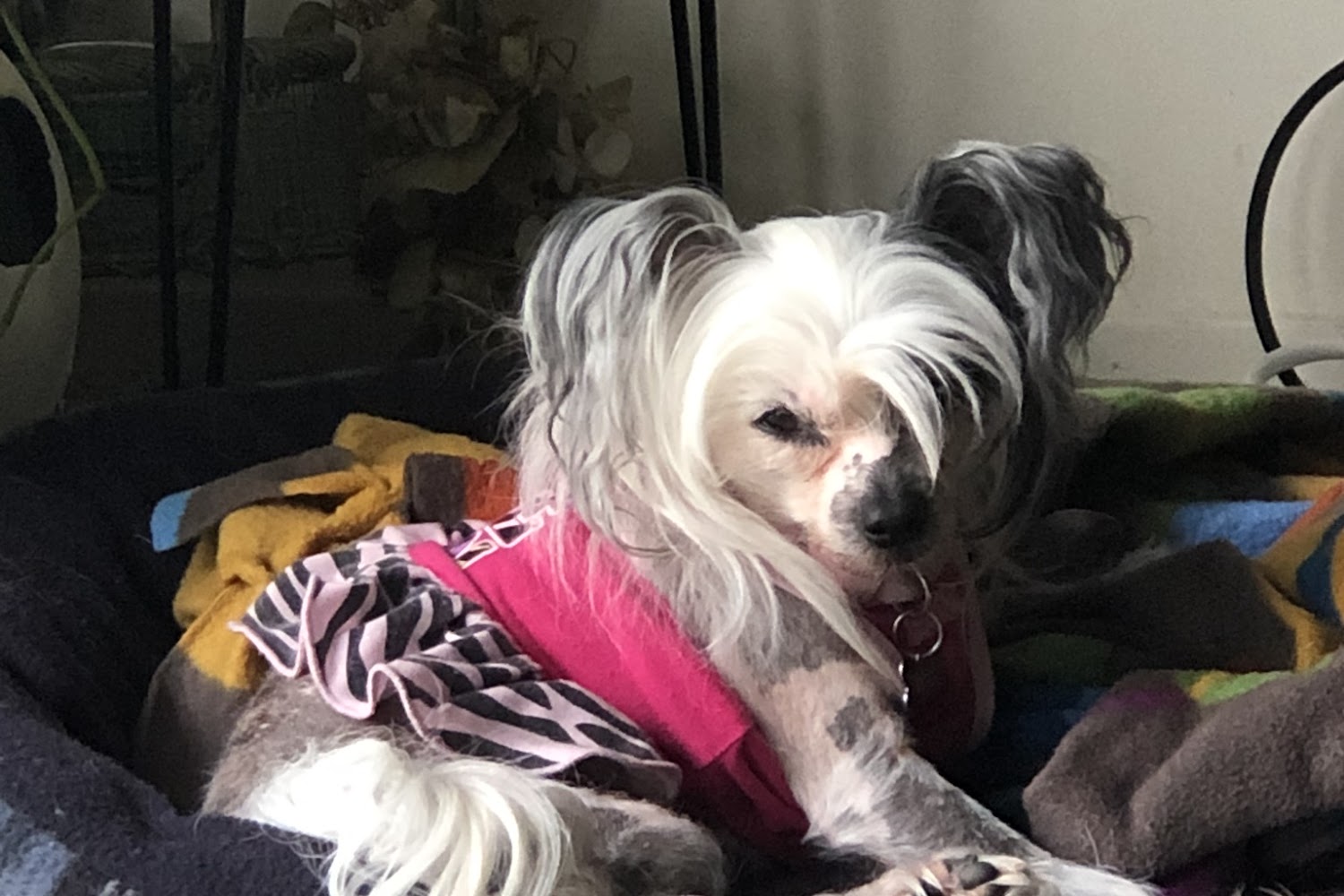 East Side Veterinary Hospital