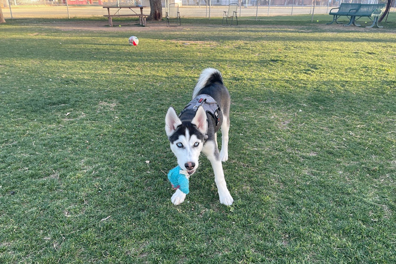 Coolidge Veterinary Hospital
