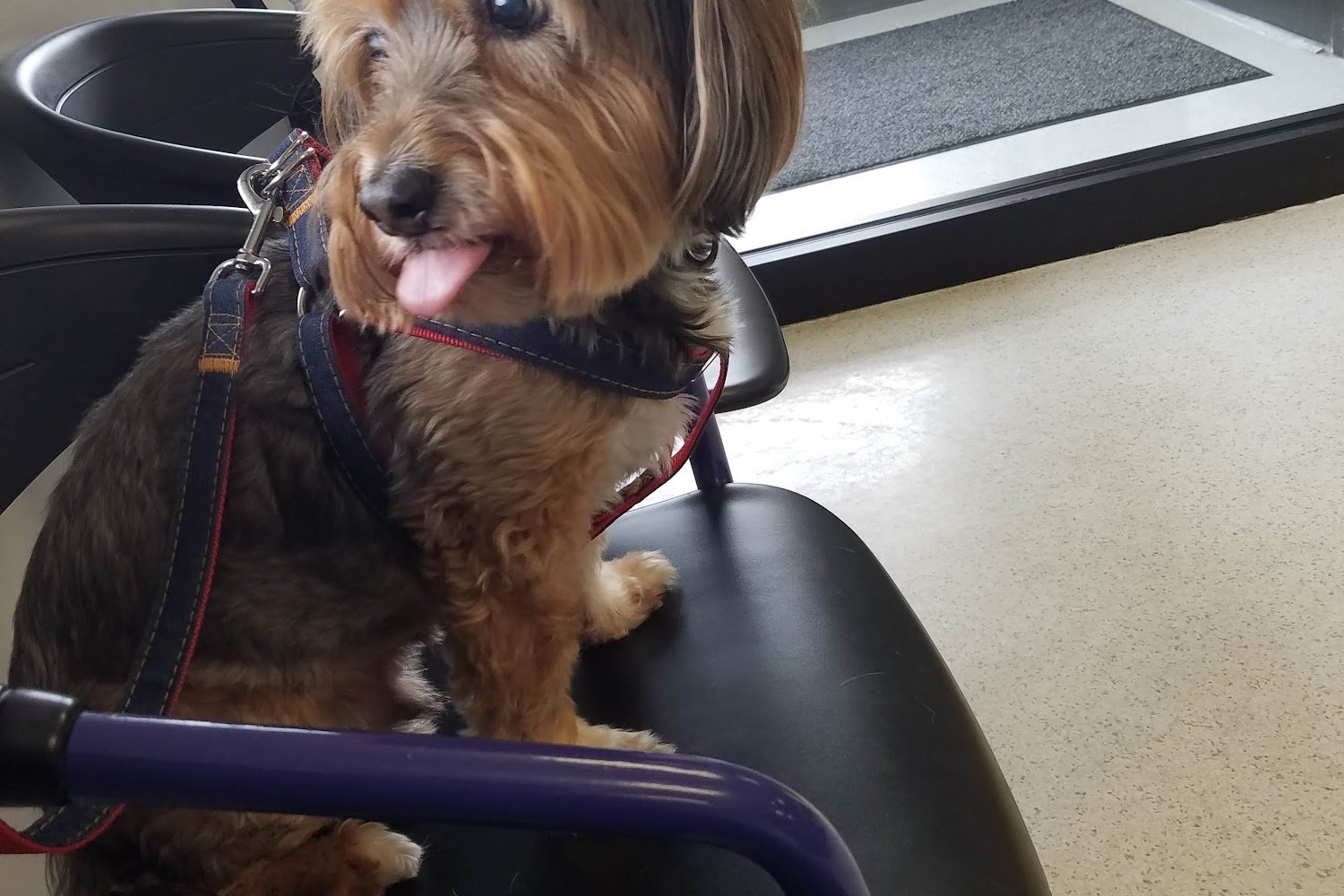 Strong Veterinary Hospital