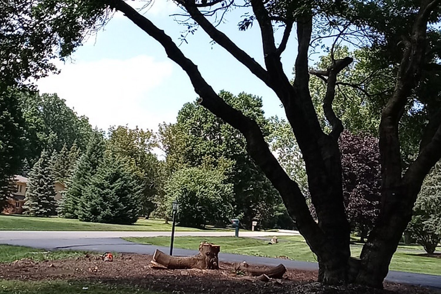 Golden Retriever Rescue of Michigan