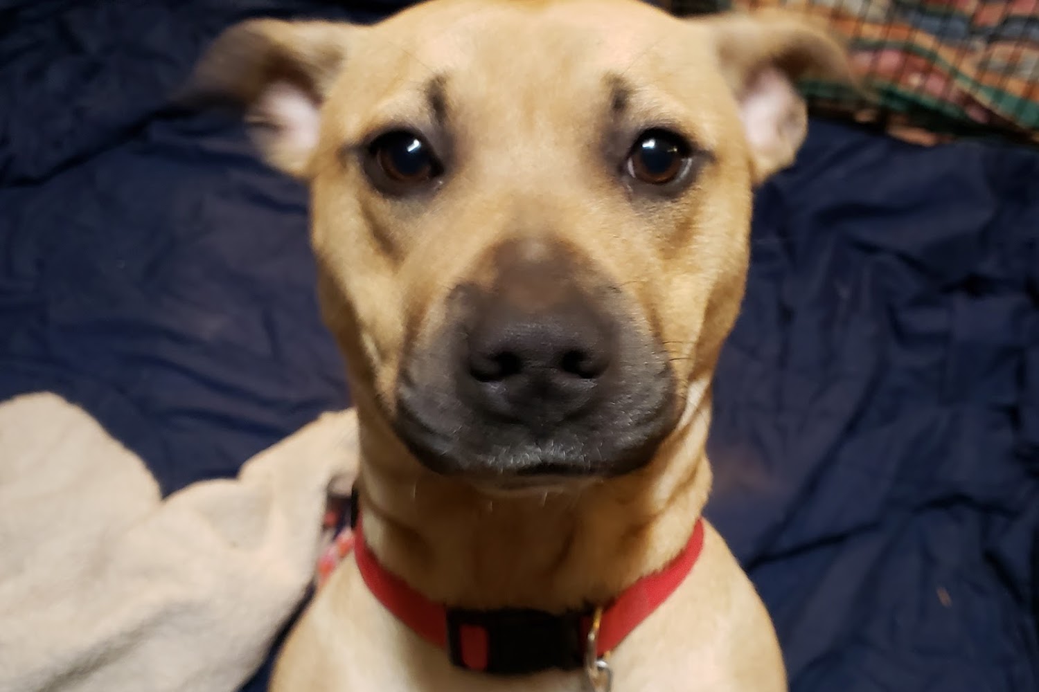 K-9 Stray Rescue League