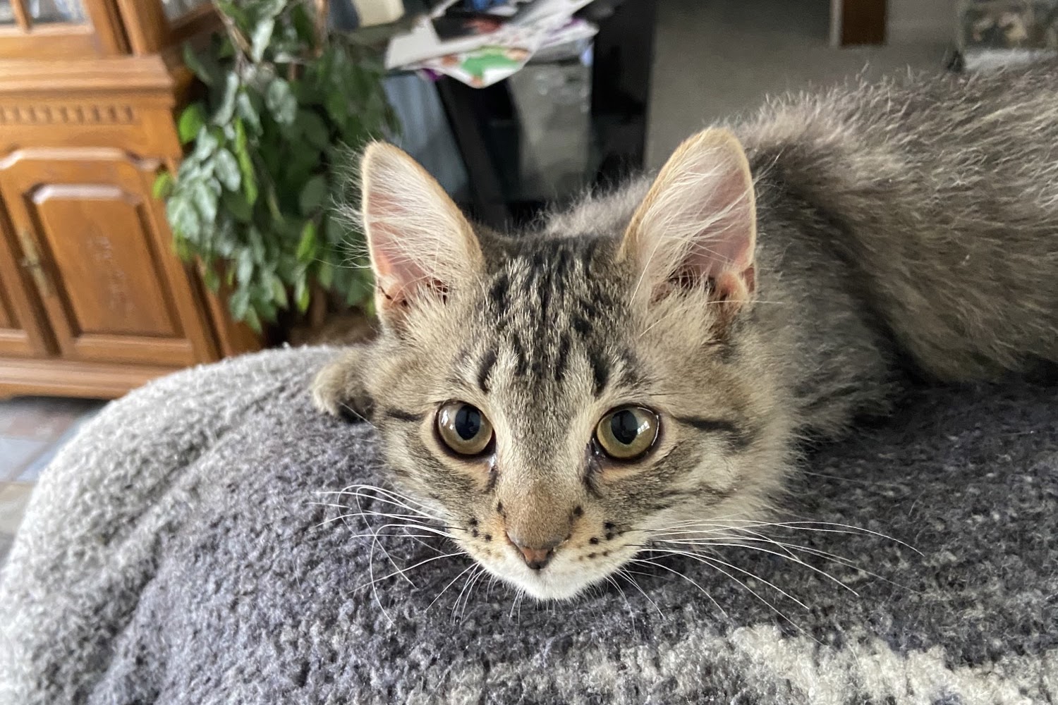 Osceola County Animal Control