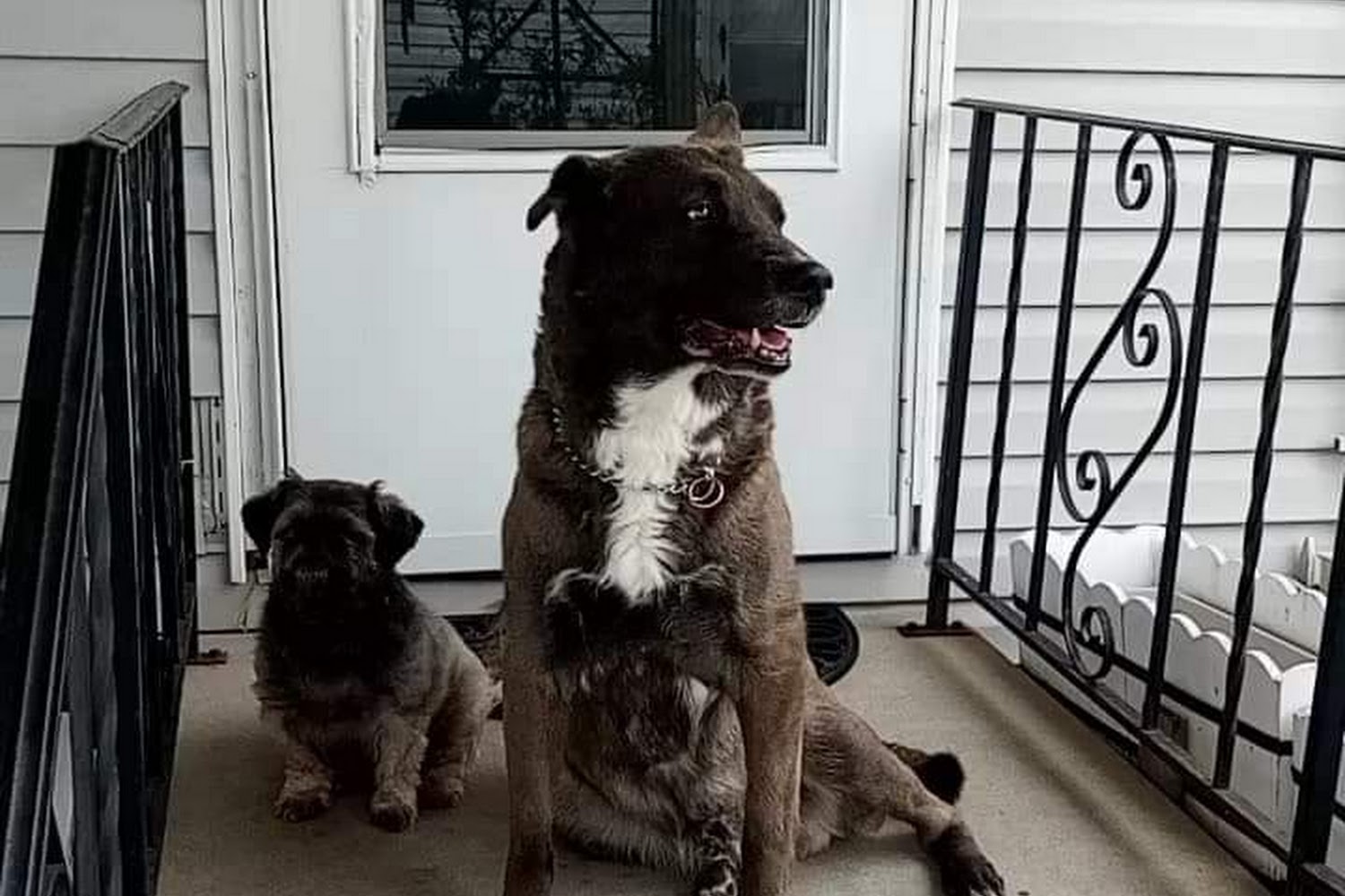 Monroe County Animal Control