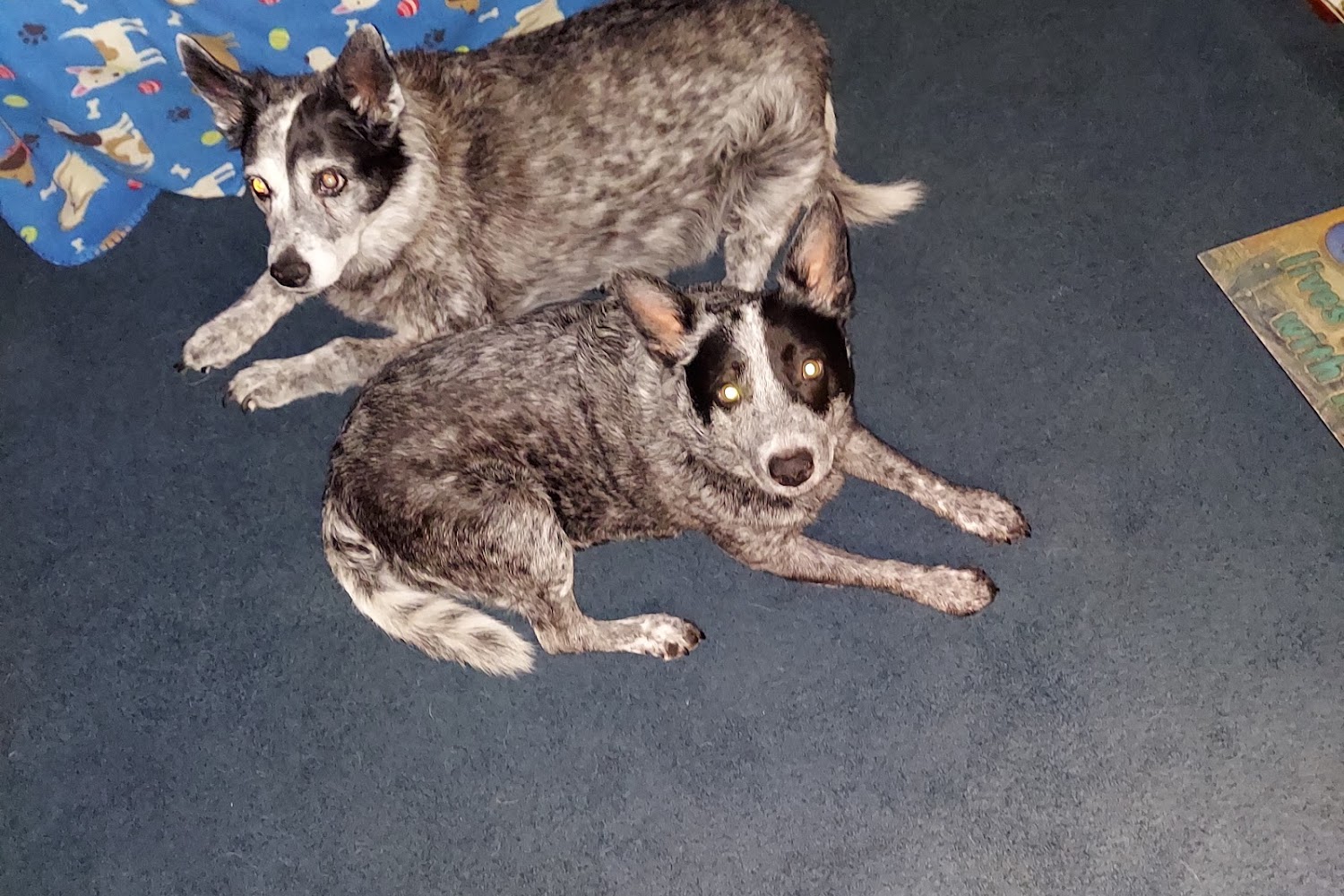 Honey Creek Veterinary Hospital