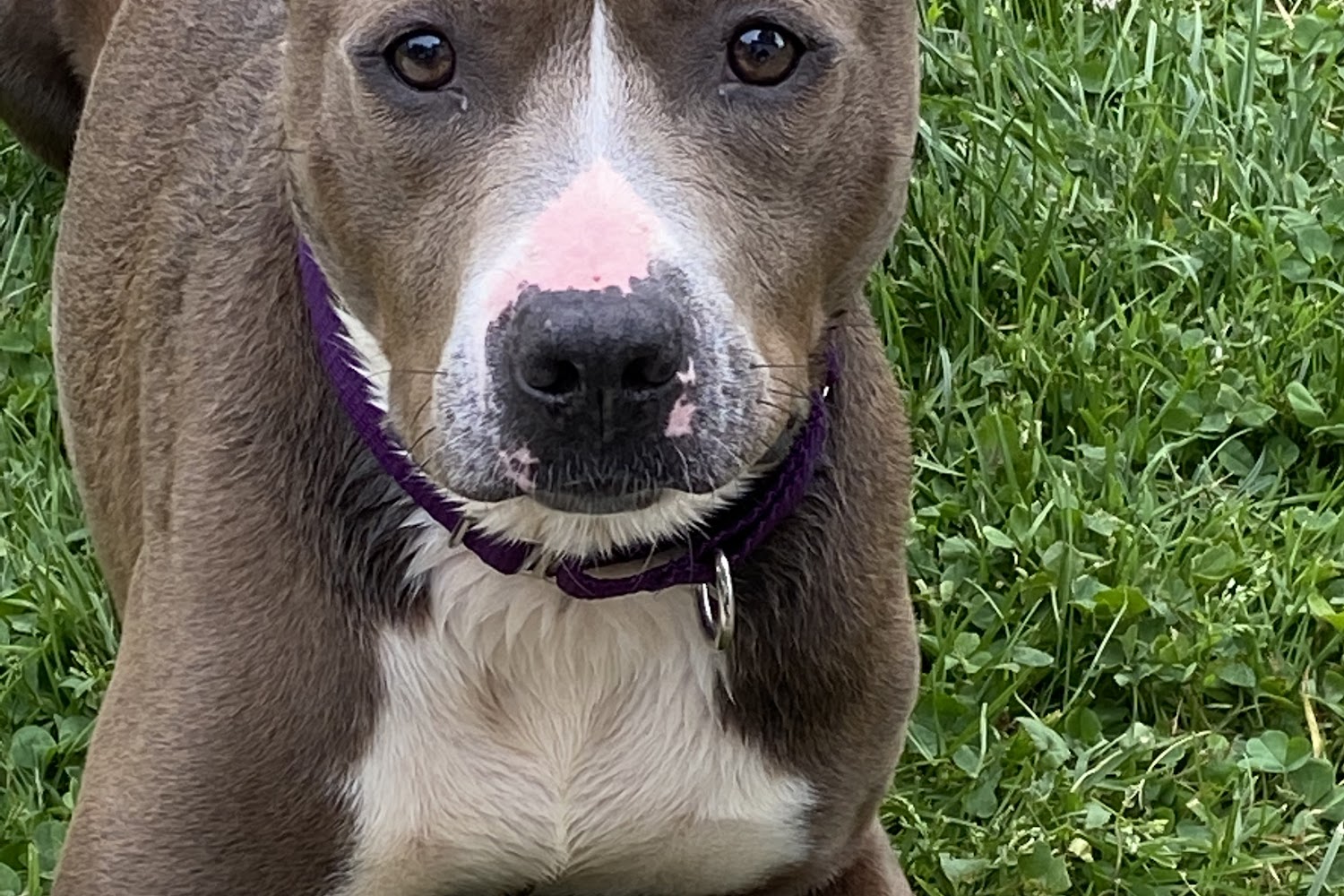 Genesee County Animal Control