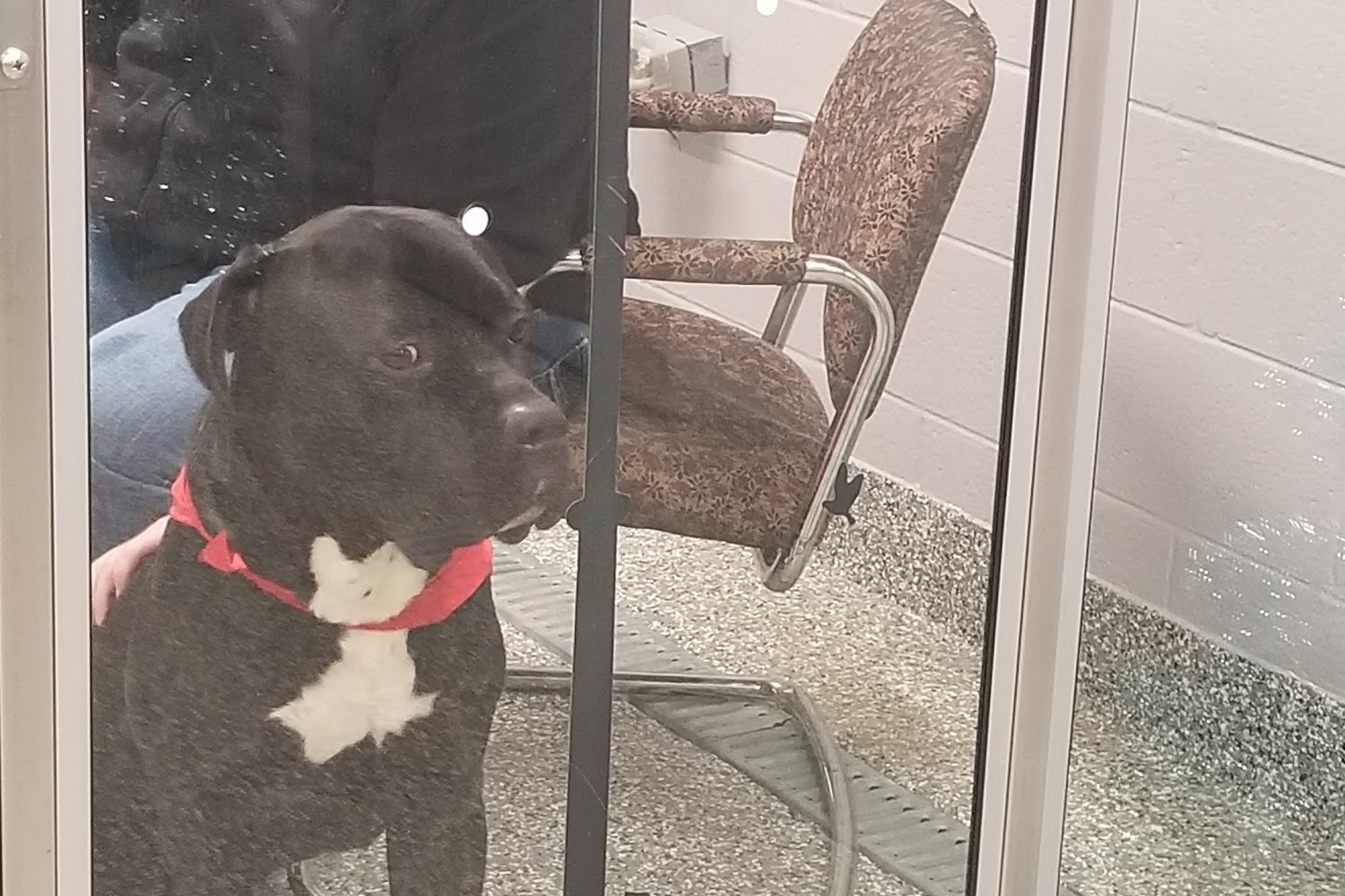 Macomb County Animal Shelter