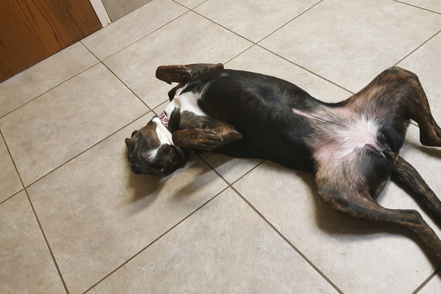 Koch-Stigge Veterinary Clinic