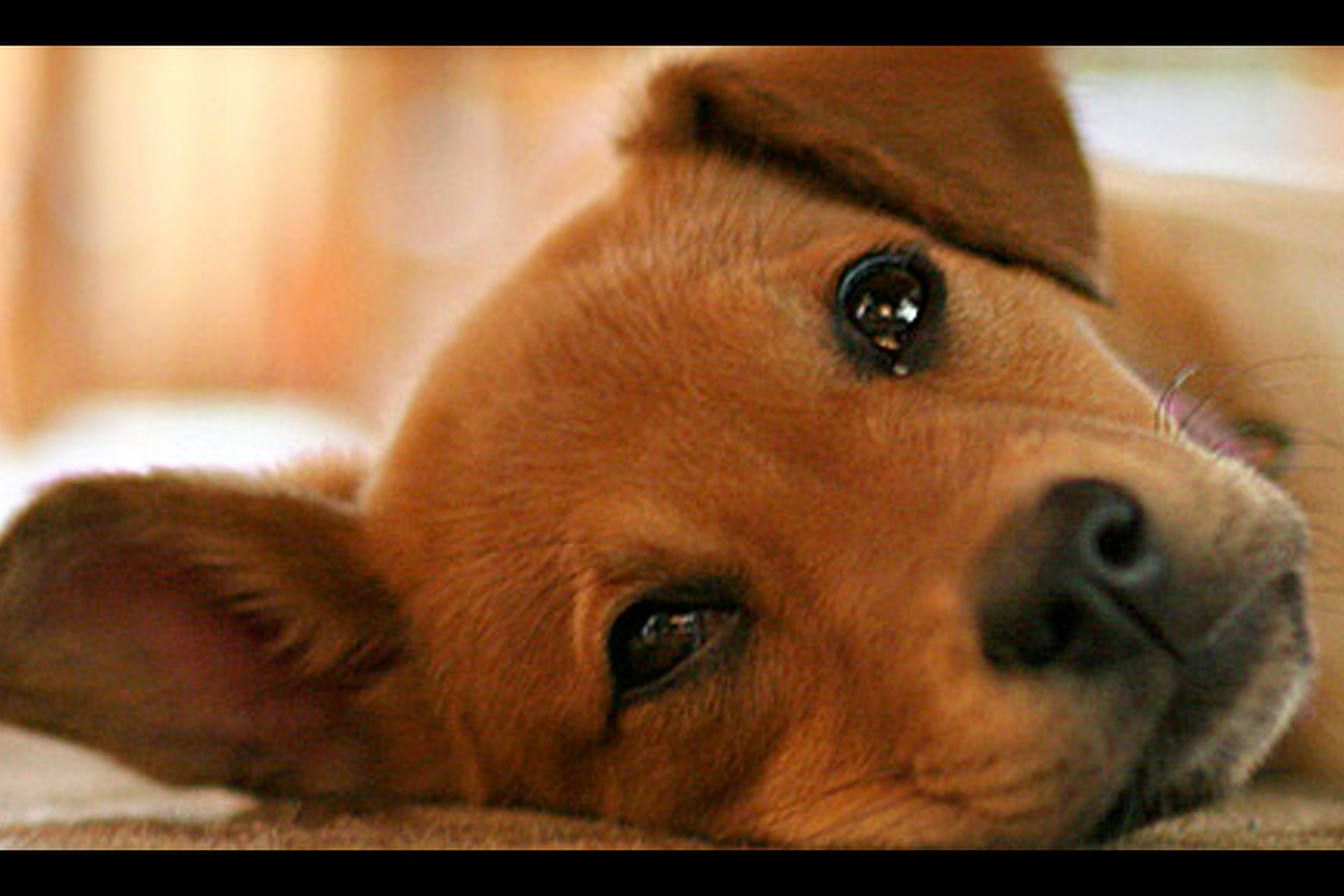 Lacroix Pet Hospital