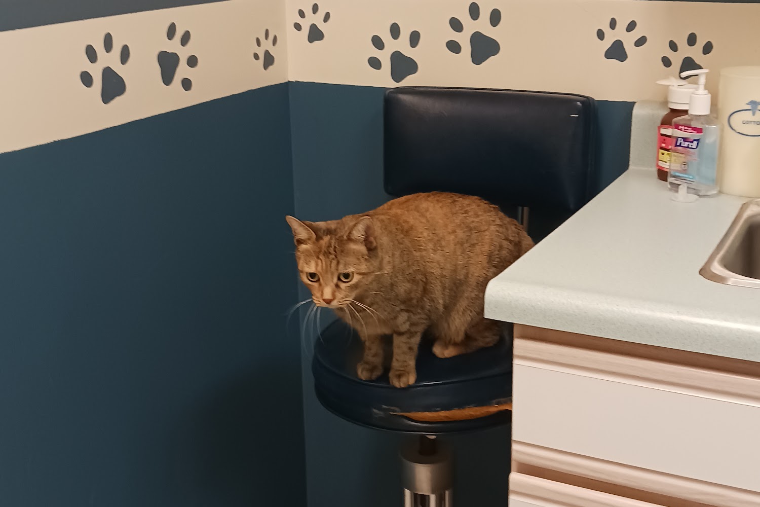 Pawpatch Animal Hospital