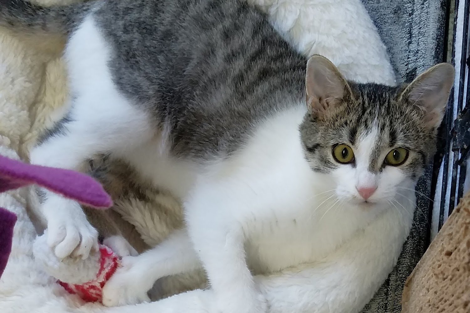 Safe Harbor Animal Sanctuary