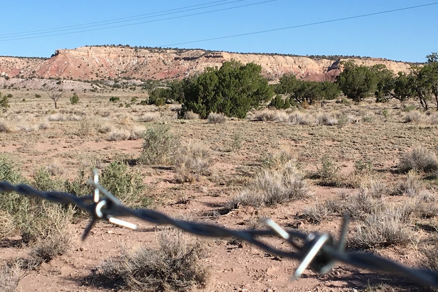 Blackhat Humane Society