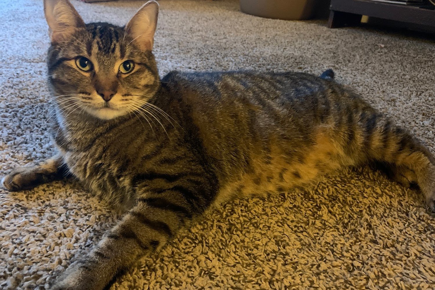 River Valley Equine Clinic & Small Animal Hospital