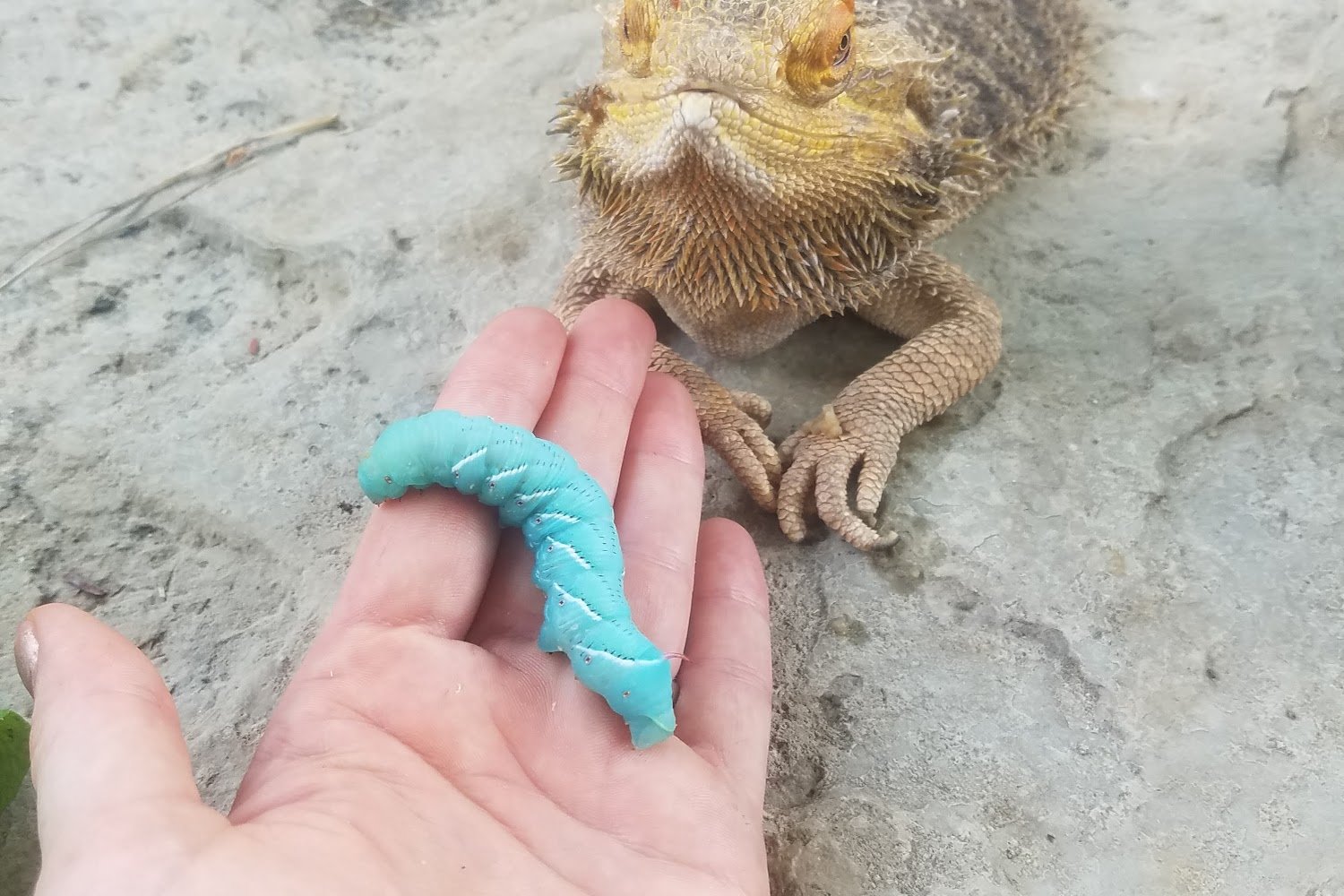 Animal Friends Veterinary Hospital