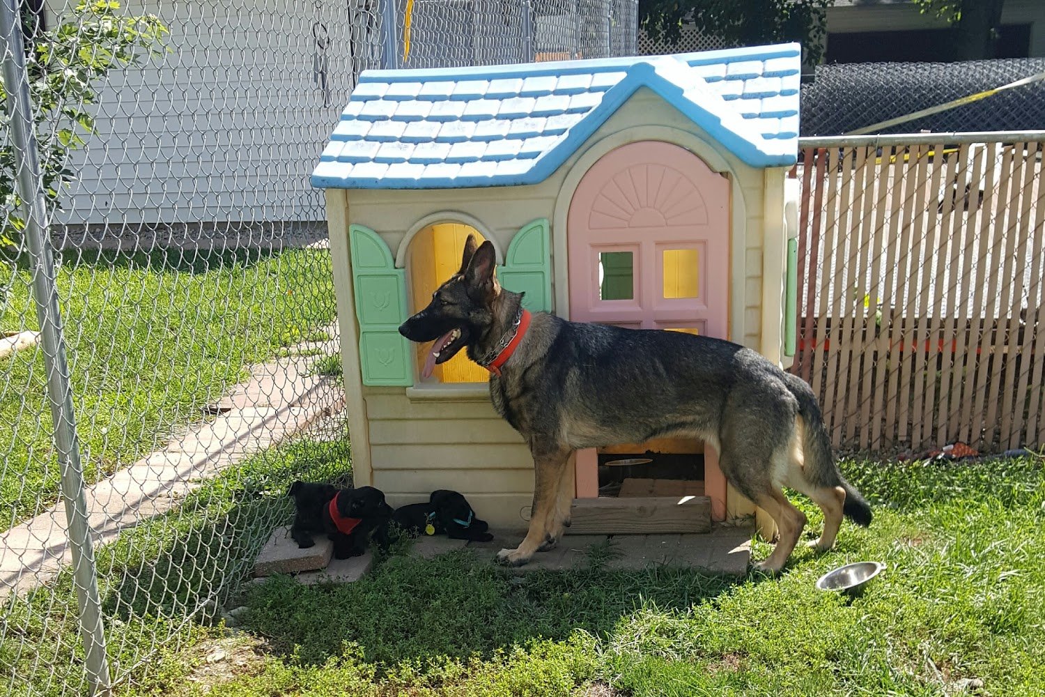 Frenzy Animal Rescue