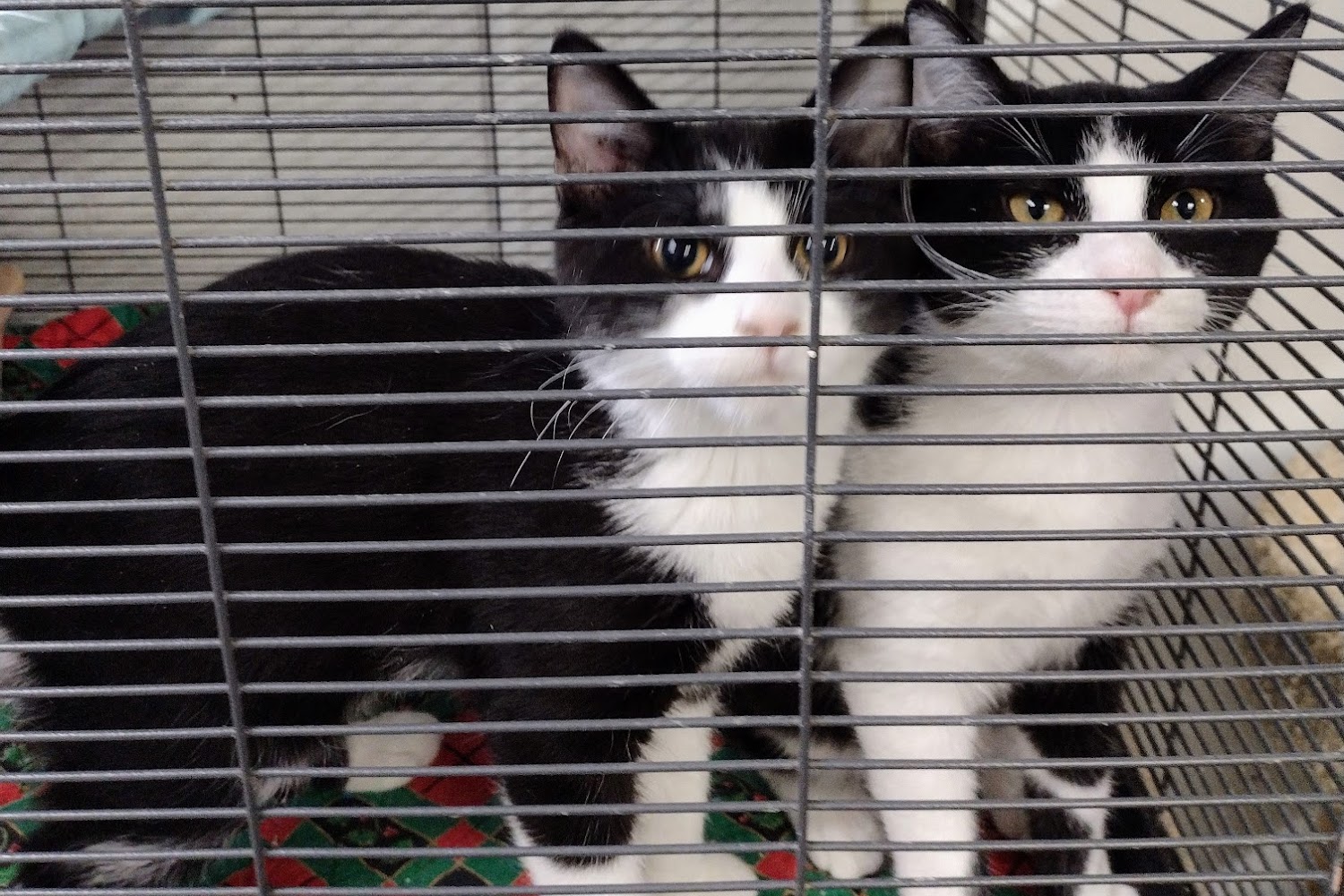 Animal Welfare League