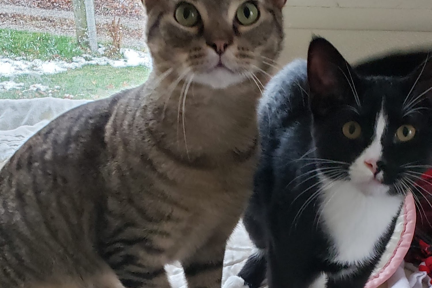 Home For Friendless Animals