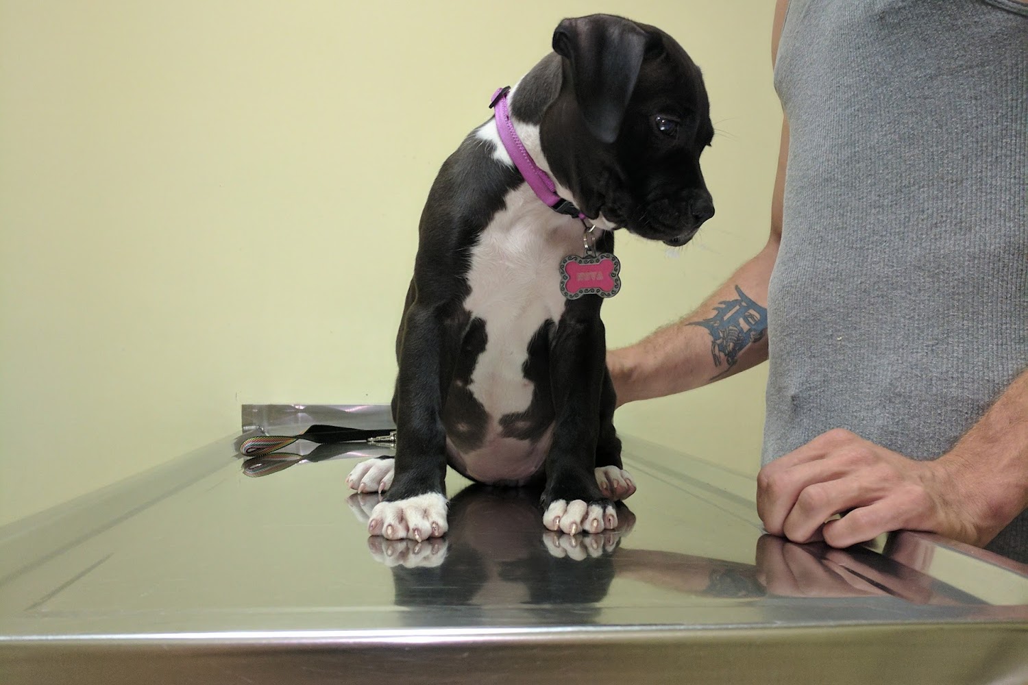 Nemeth Veterinary Hospital