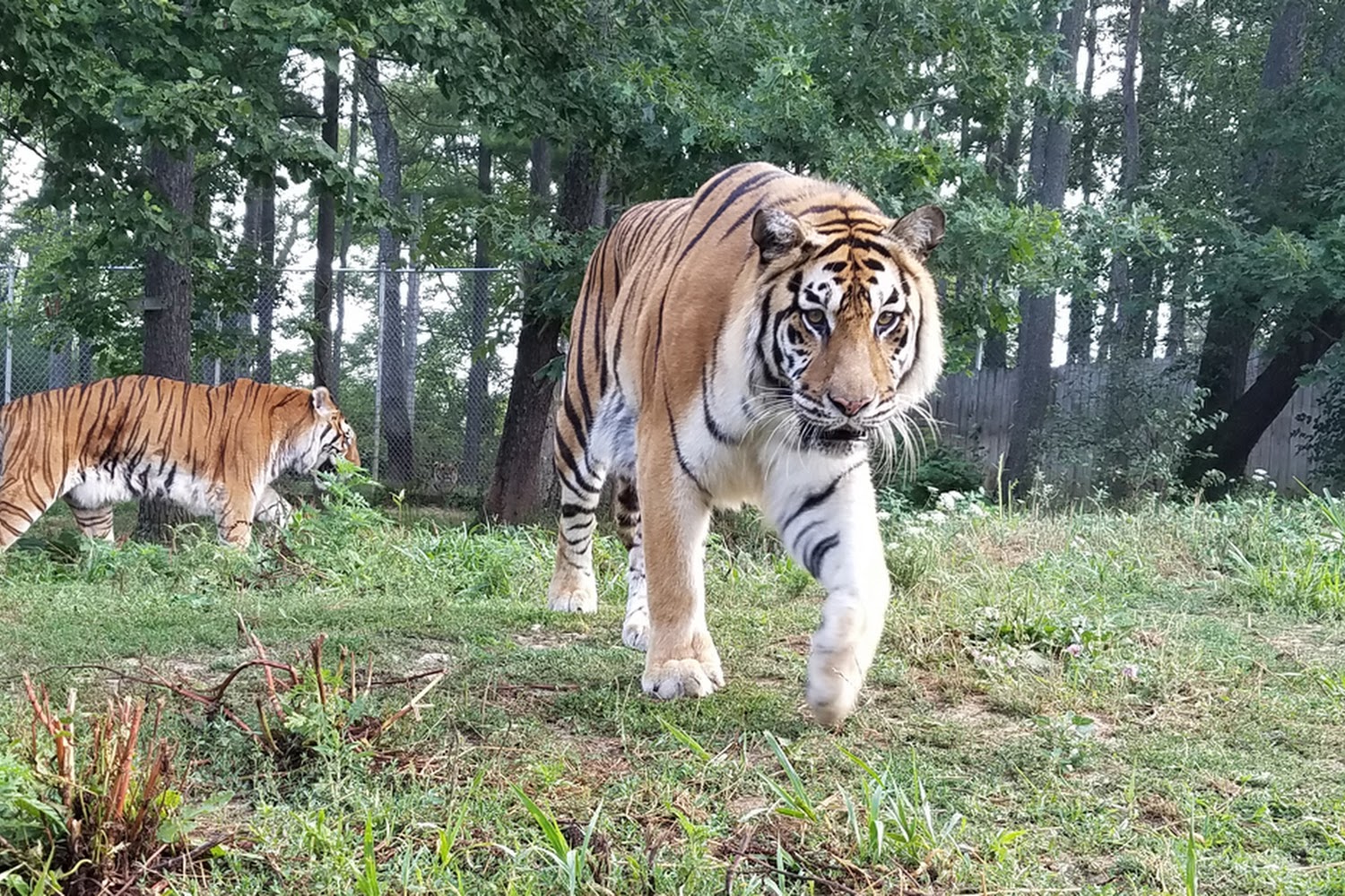 Black Pine Animal Sanctuary
