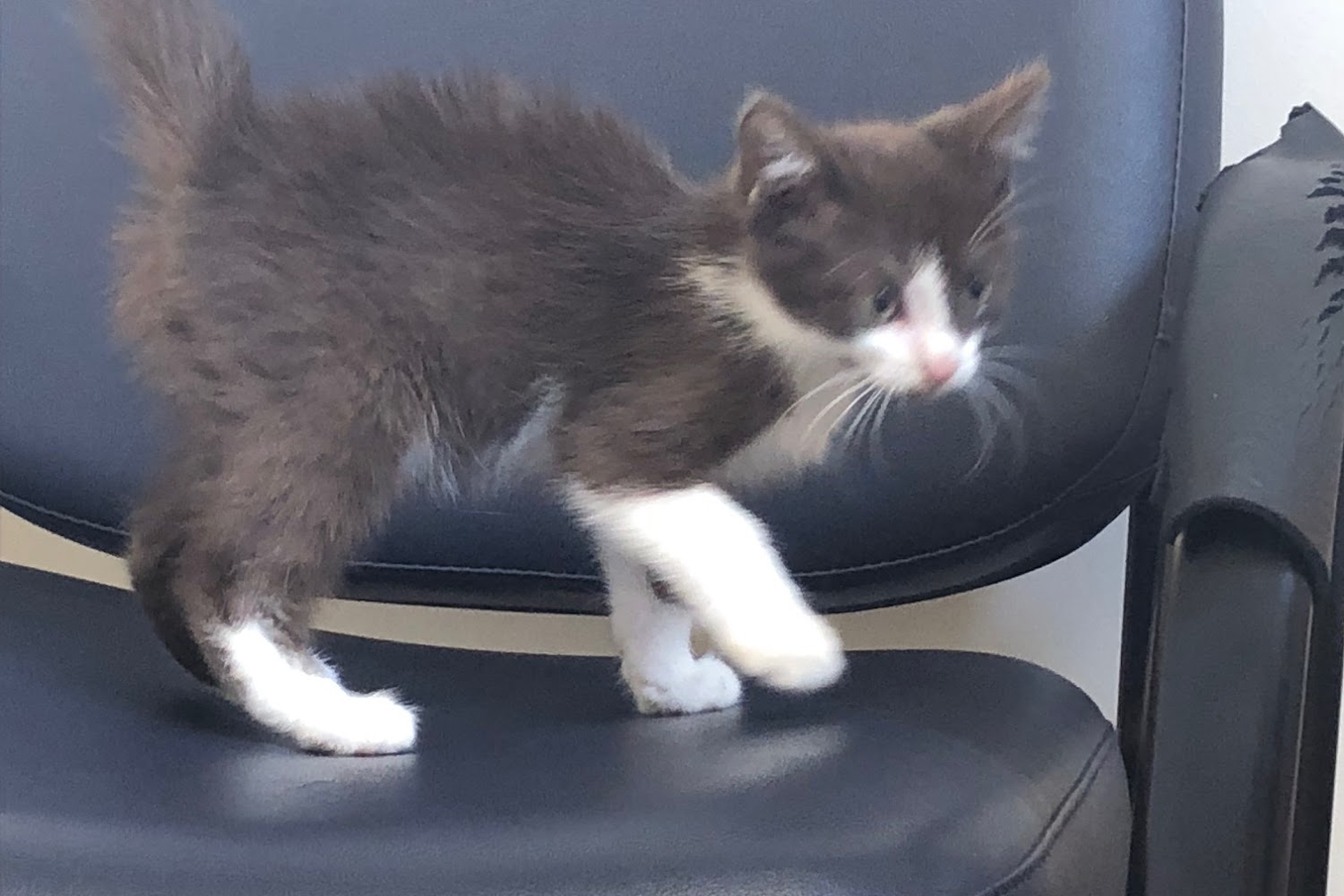 Bluffton Animal Shelter