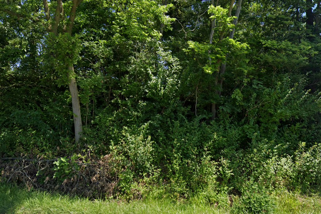 Doberman & Rottweiler Rescue