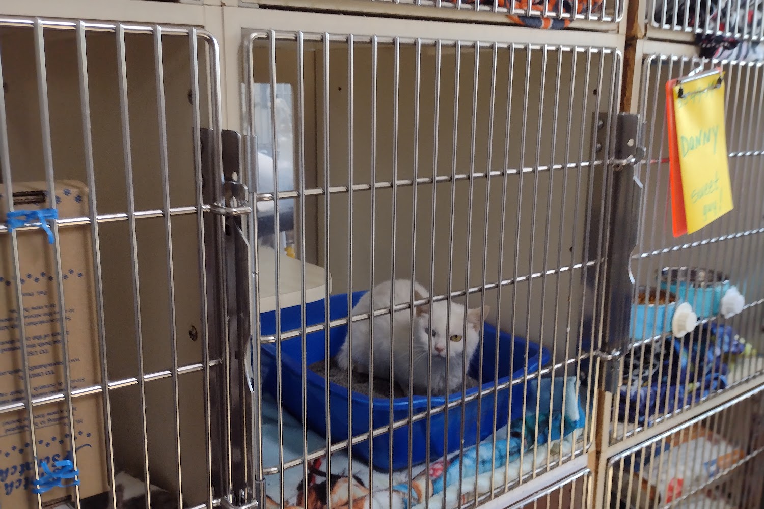 Independent Cat Society