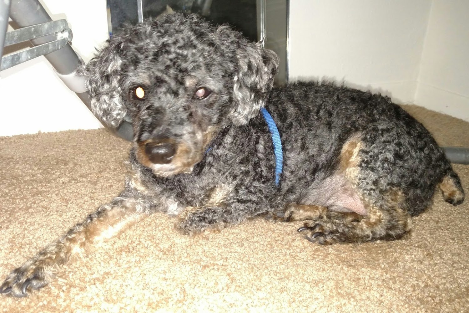 Fremont Animal Hospital