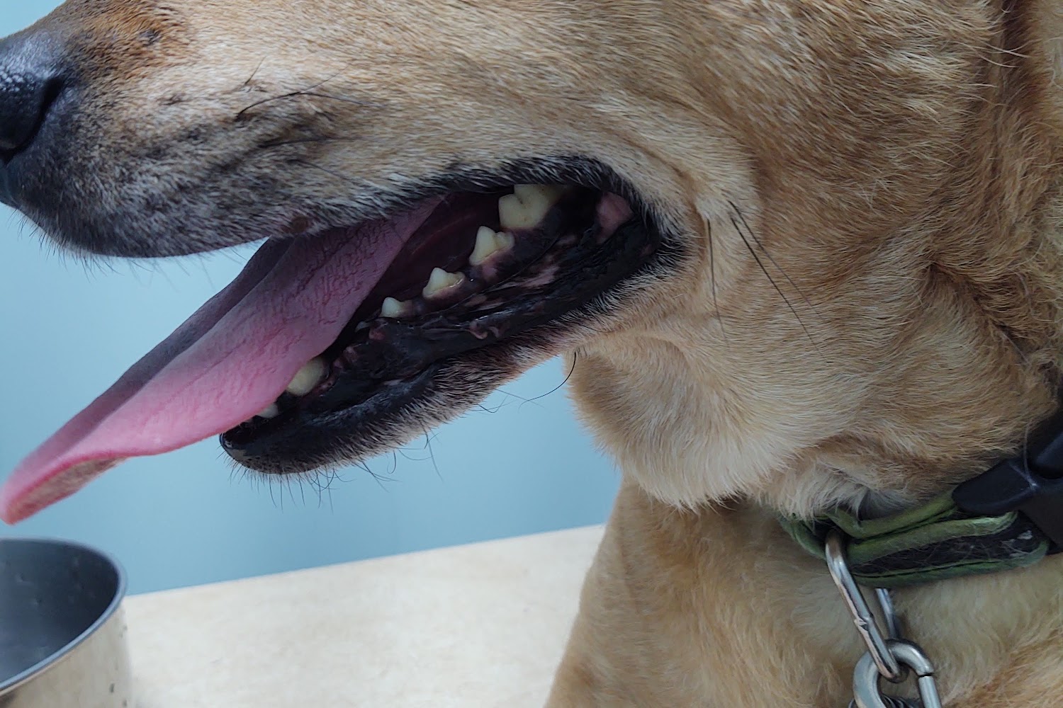 Five Mile Animal Hospital