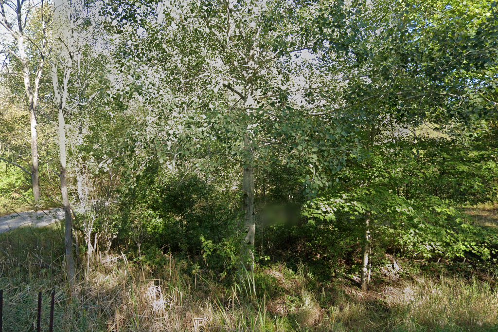 Golden Years Alaskan Malamute