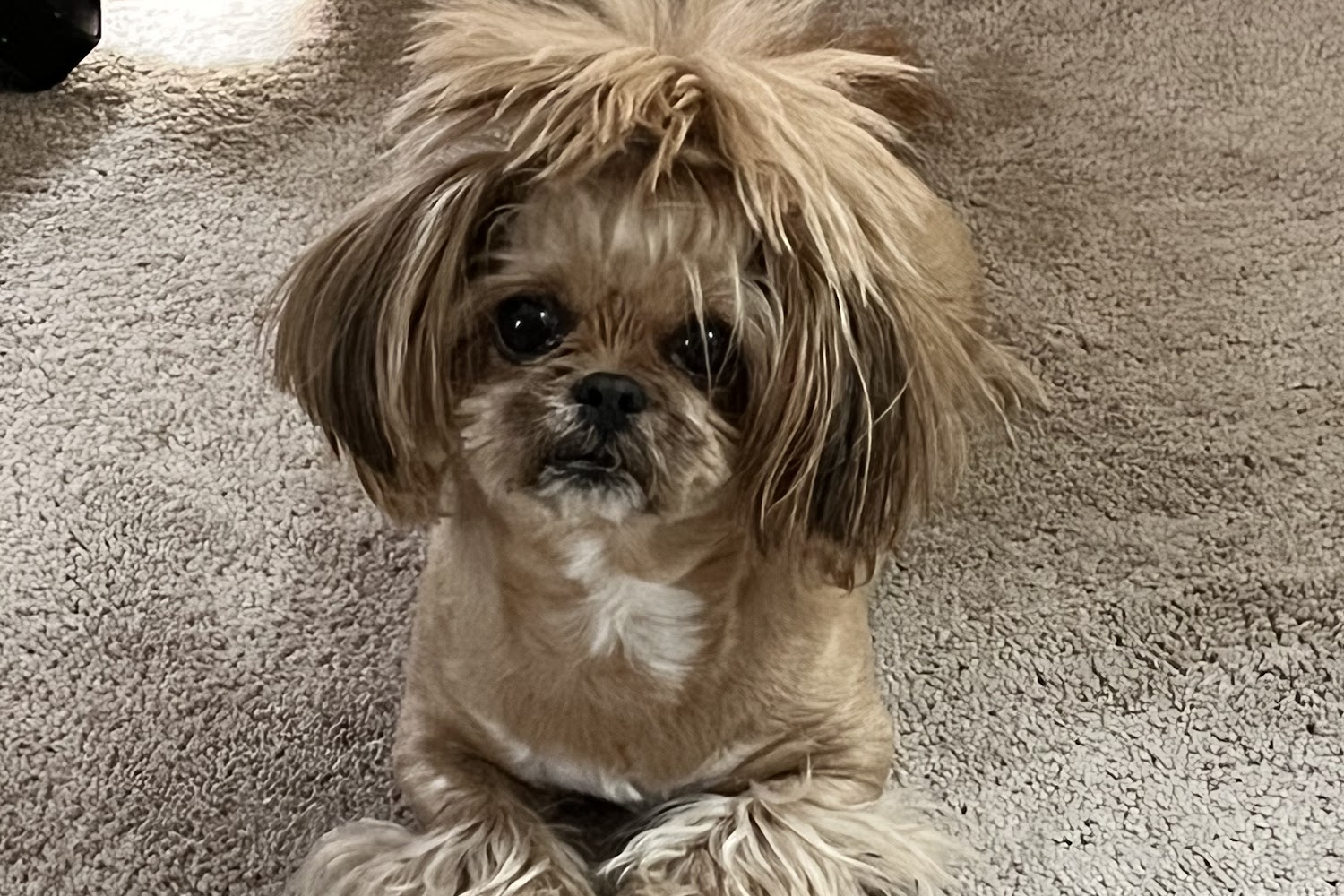 Hurley Dog & Cat Hospital