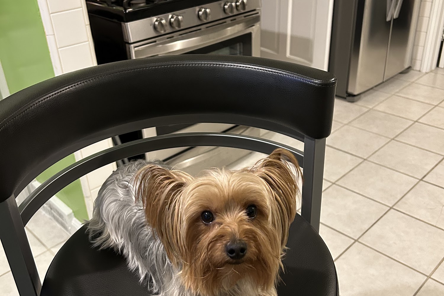 Francis Animal Hospital