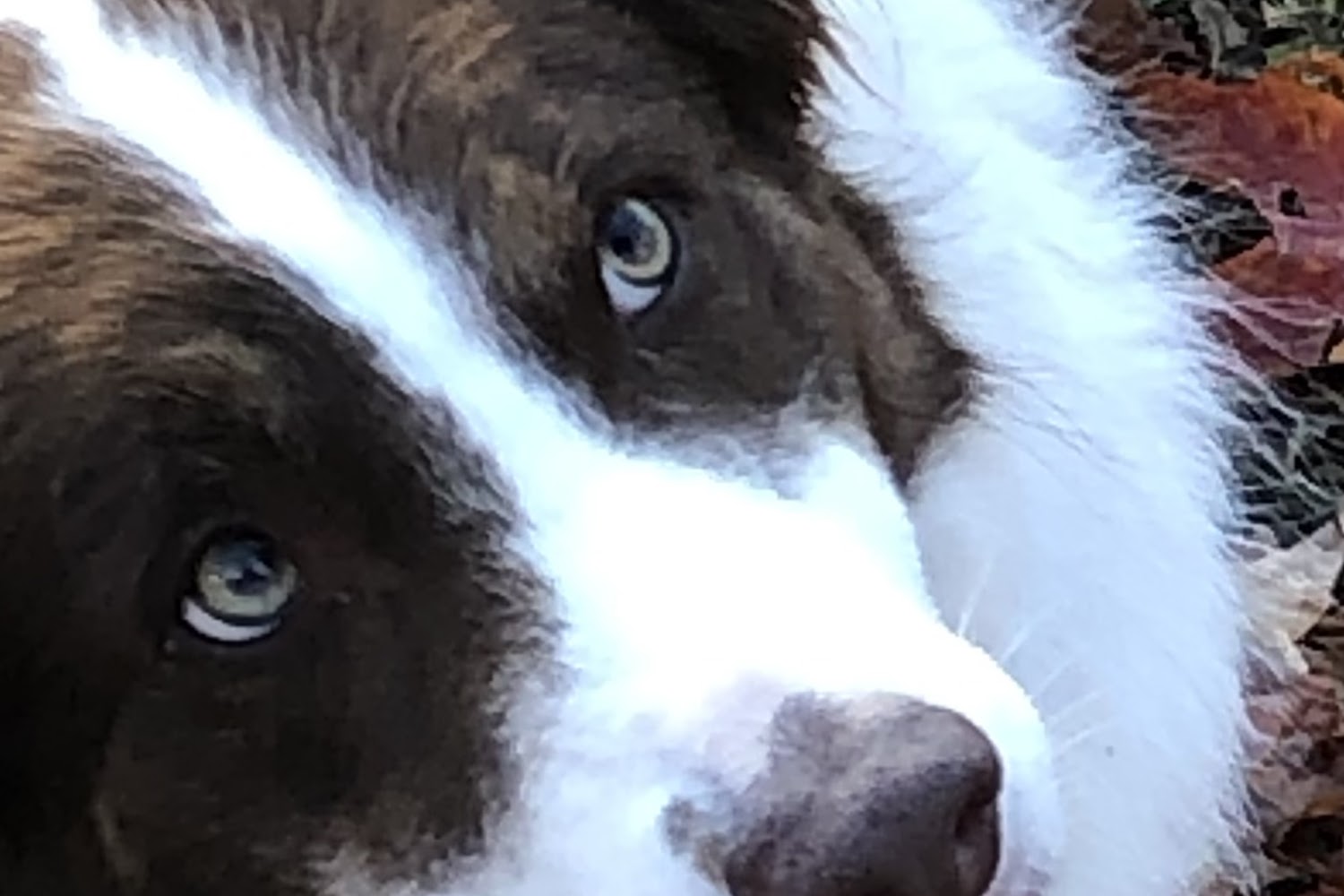 Westglen Veterinary Hospital