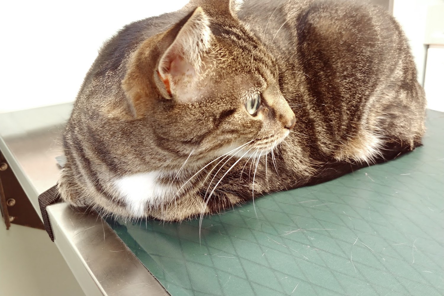 Heritage Animal Hospital