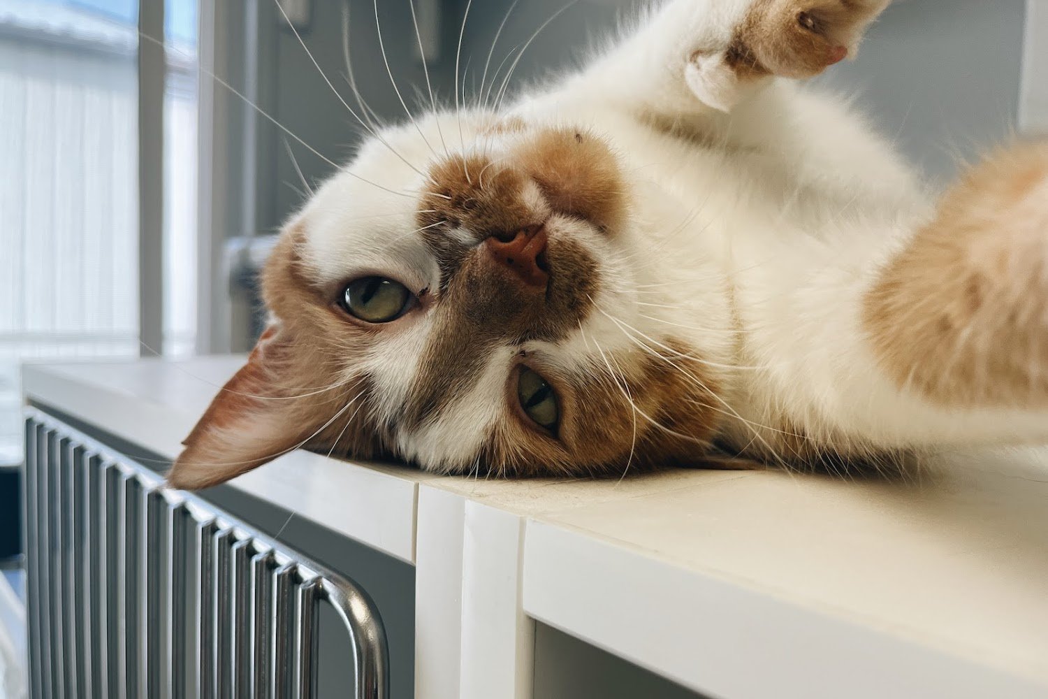 Woodhaven Animal Shelter