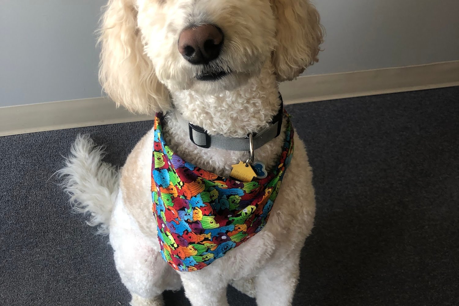 Lake Brandt Veterinary Hospital