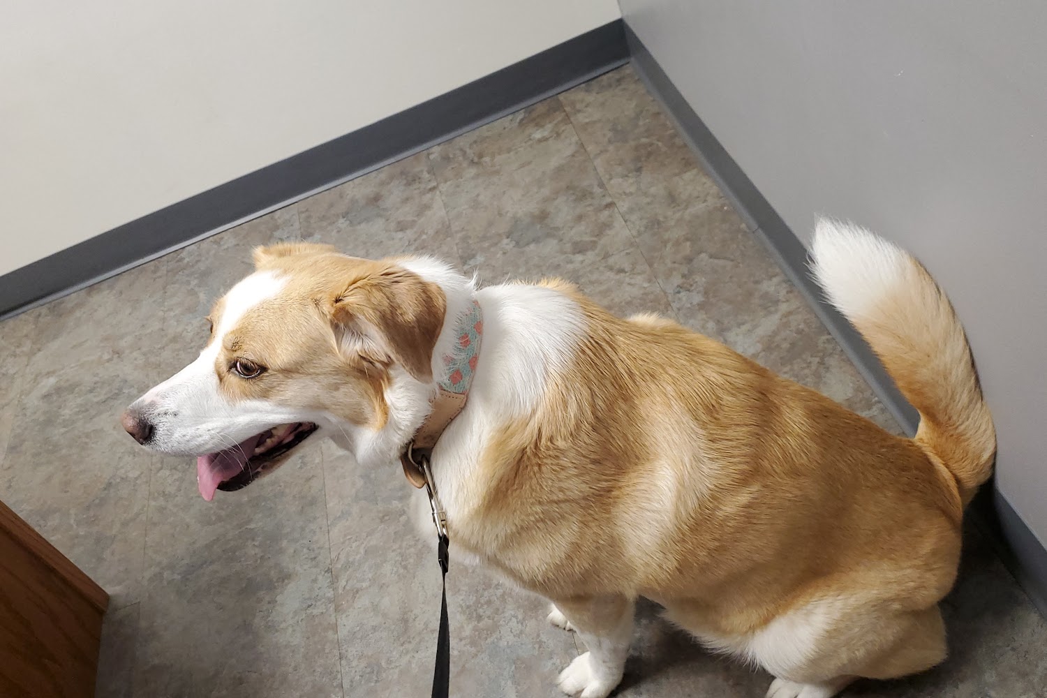 Fenton Olde Towne Veterinary Hospital