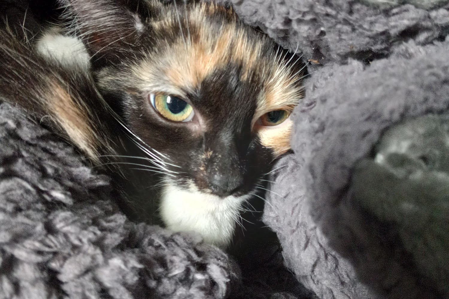 Cheboygan County Humane Society