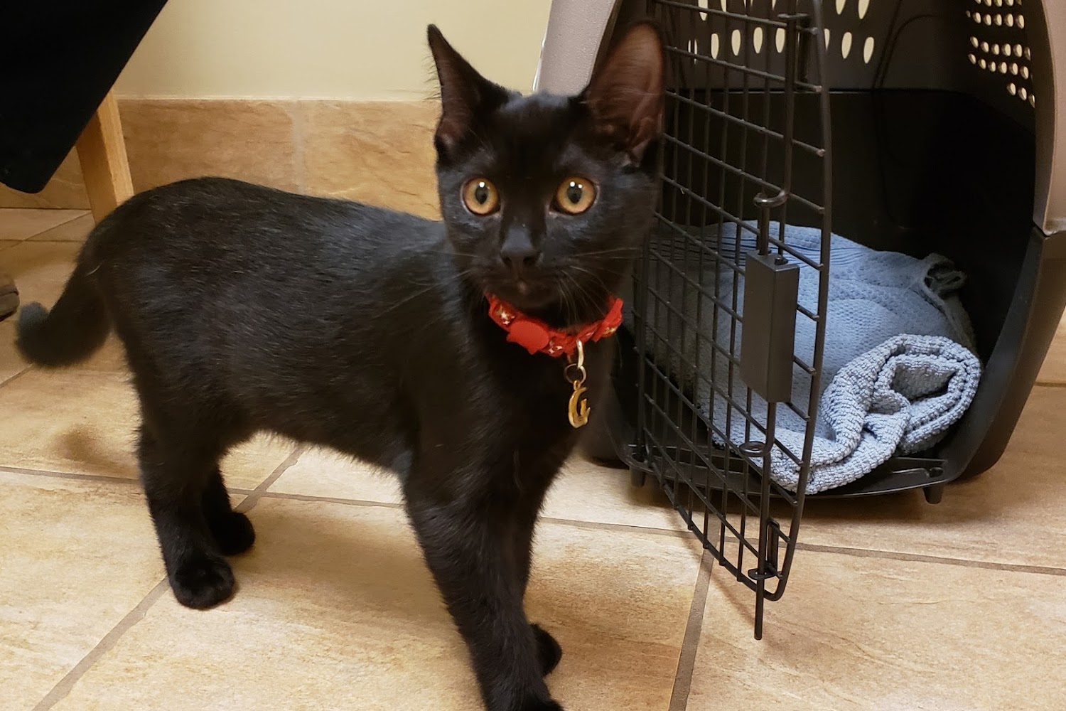 Bahama Road Veterinary Hospital