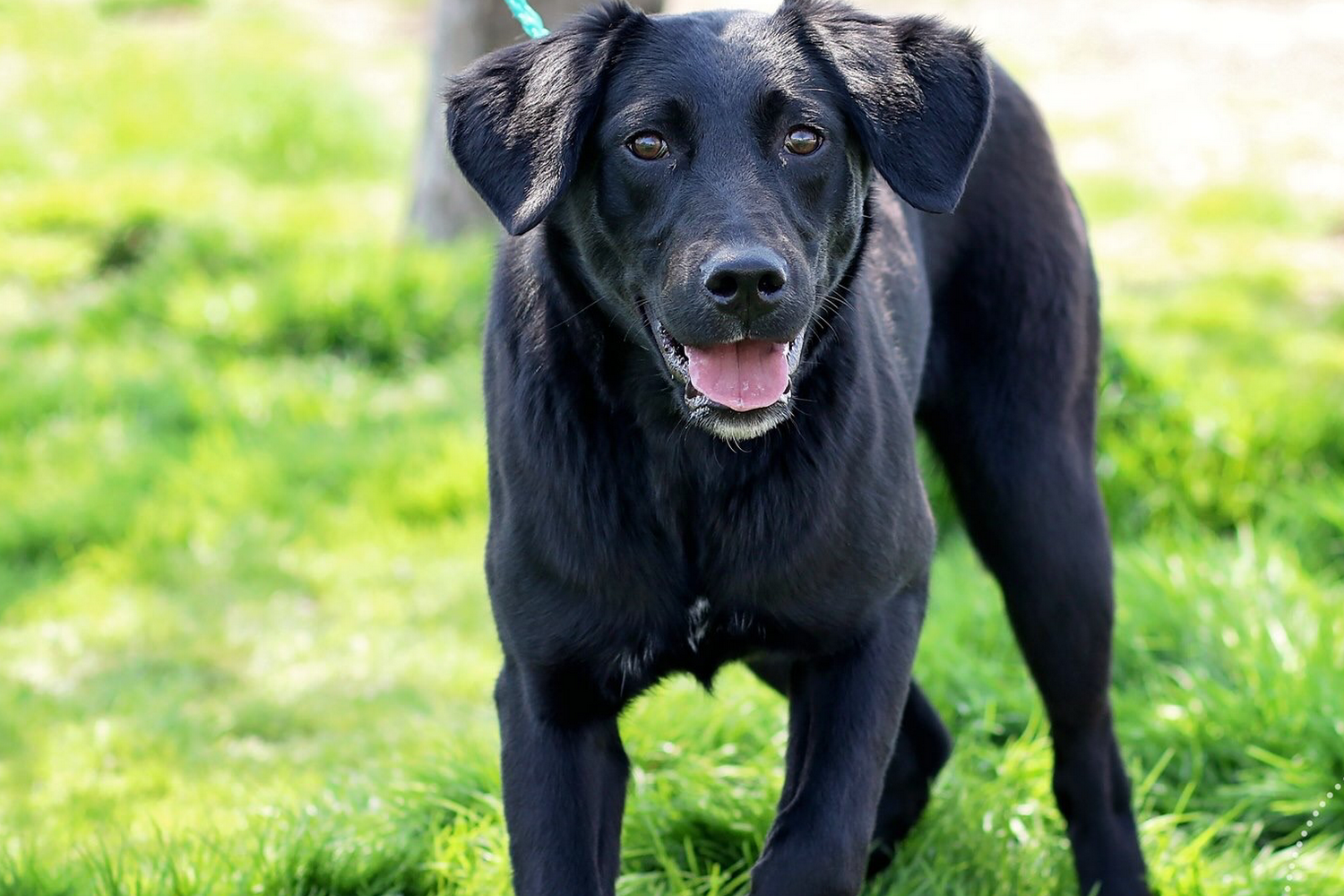 Chillicothe Animal Shelter