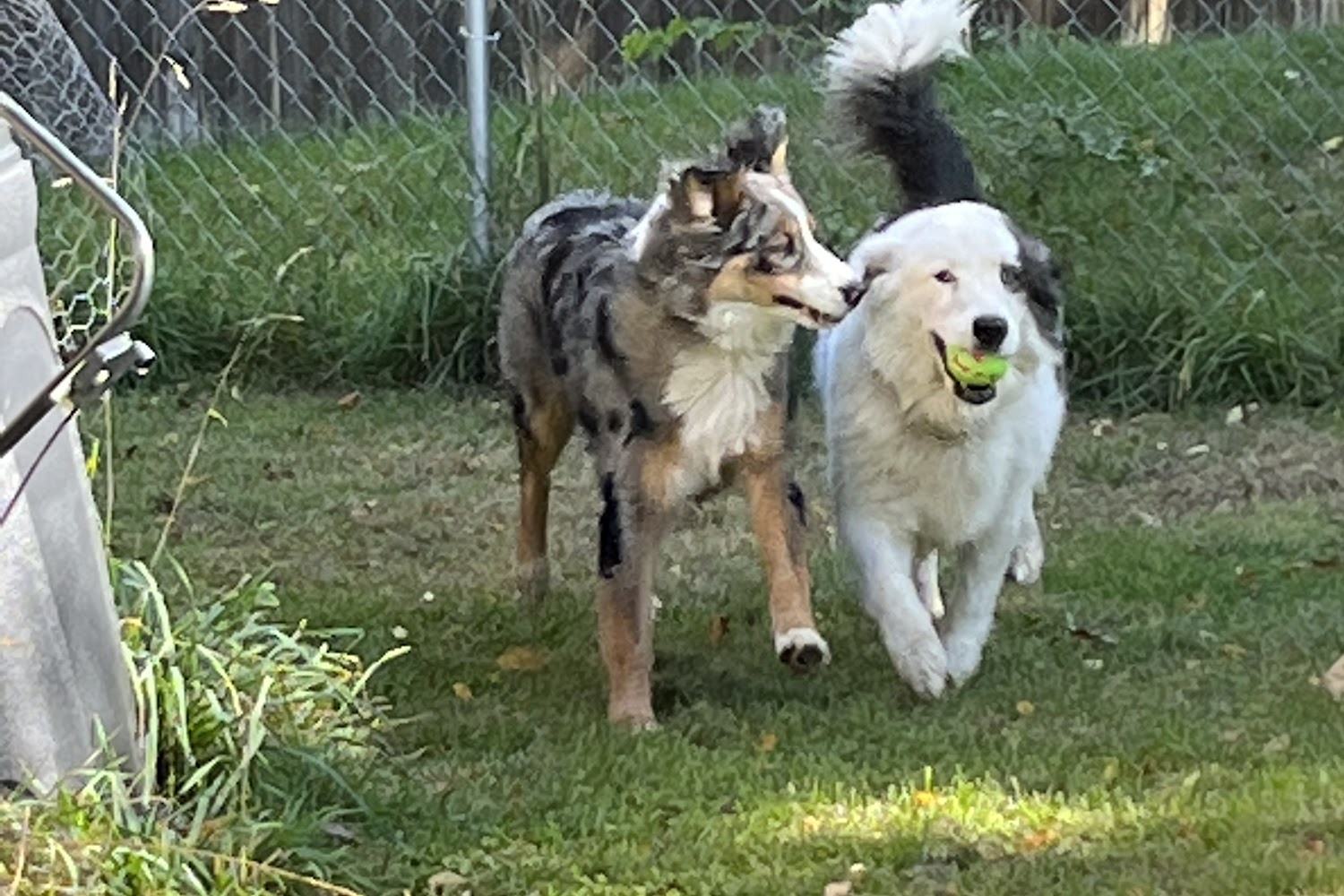 Cass County Animal Control