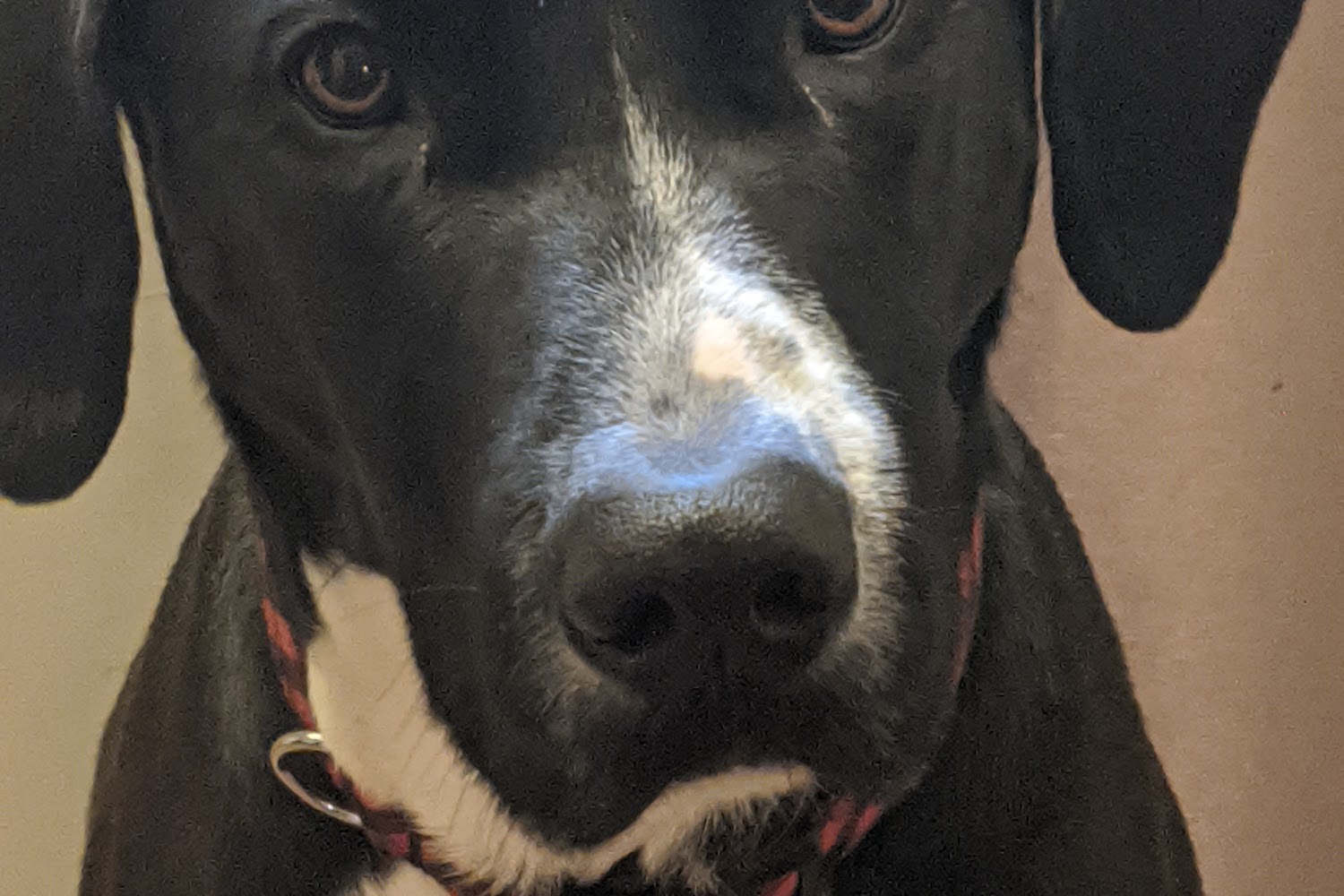 Royal Oak Animal Shelter