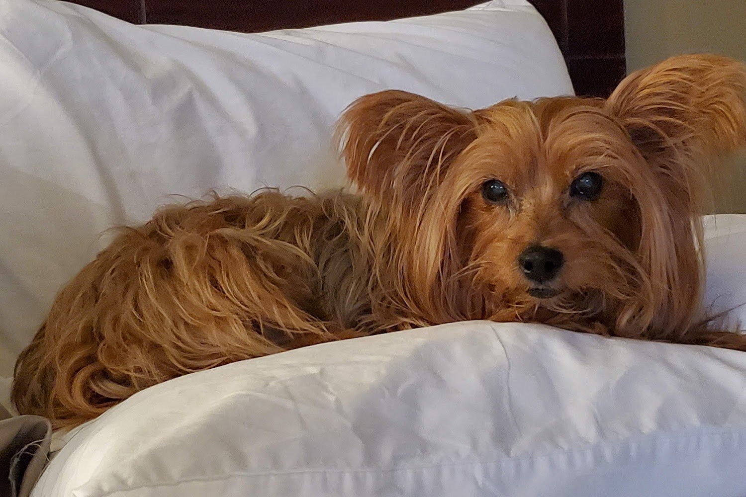 Lees Summit Animal Control