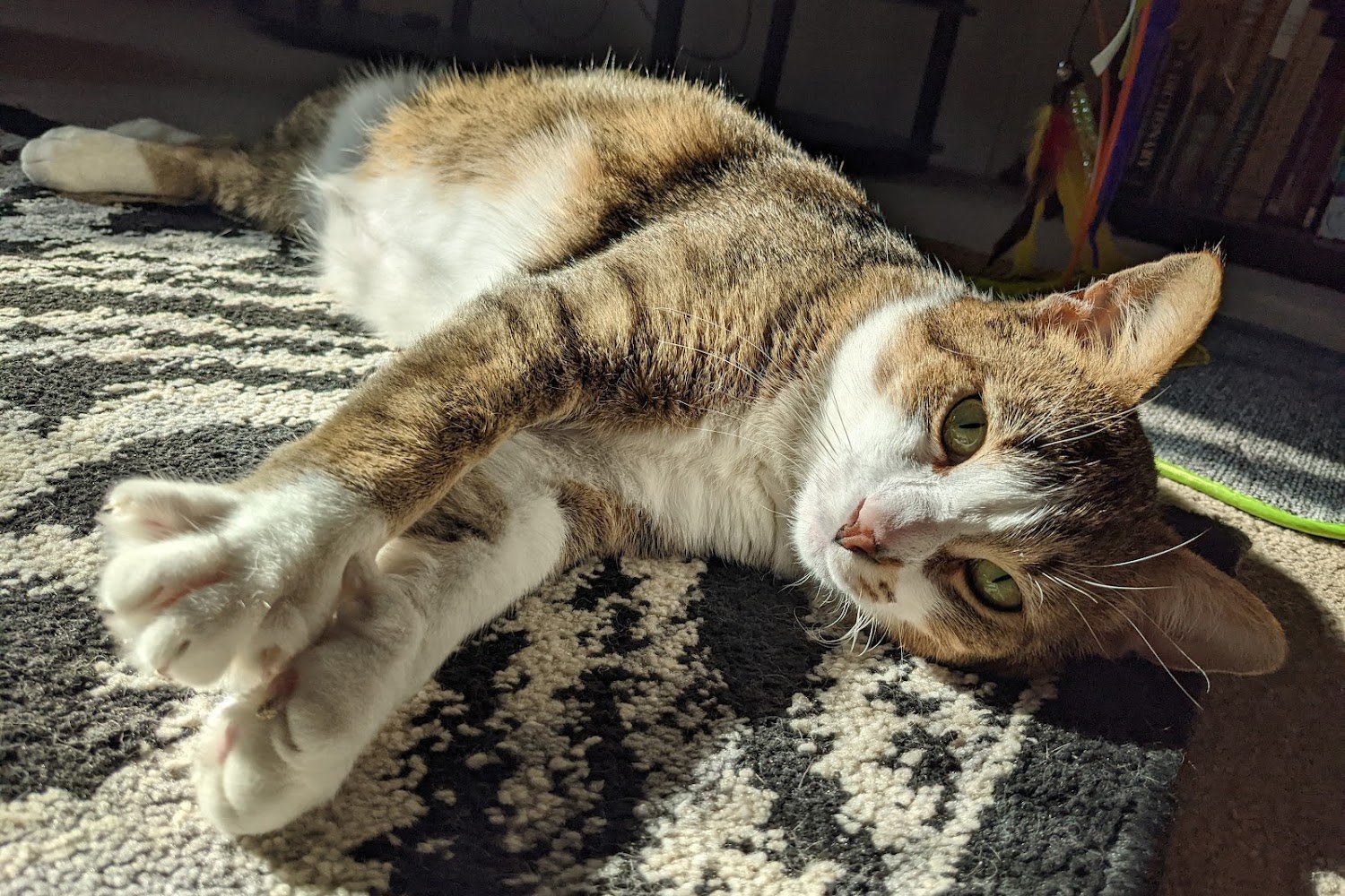 Michigan State Animal Control