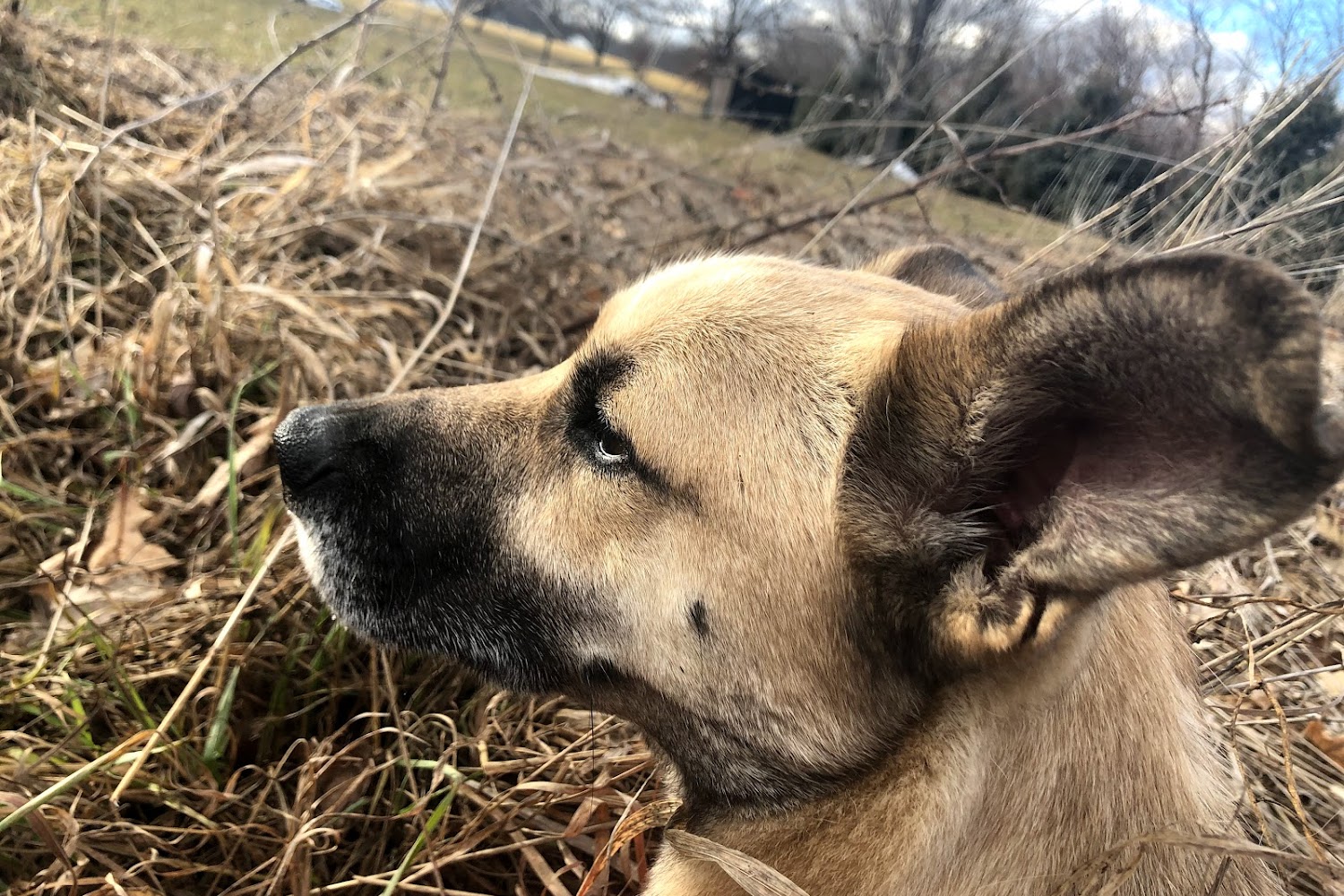 New Nodaway Humane Society