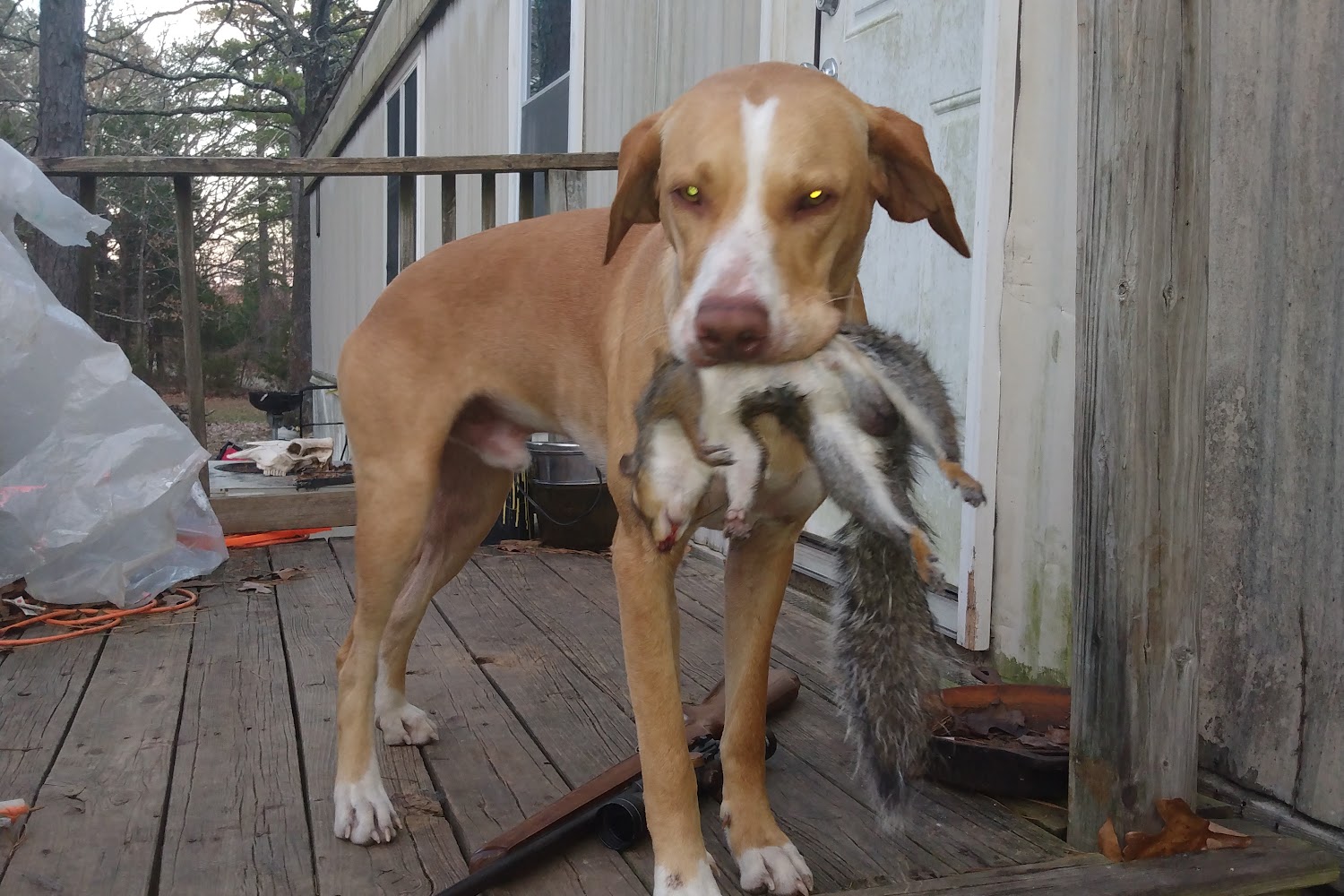 Canines In Crisis Inc.