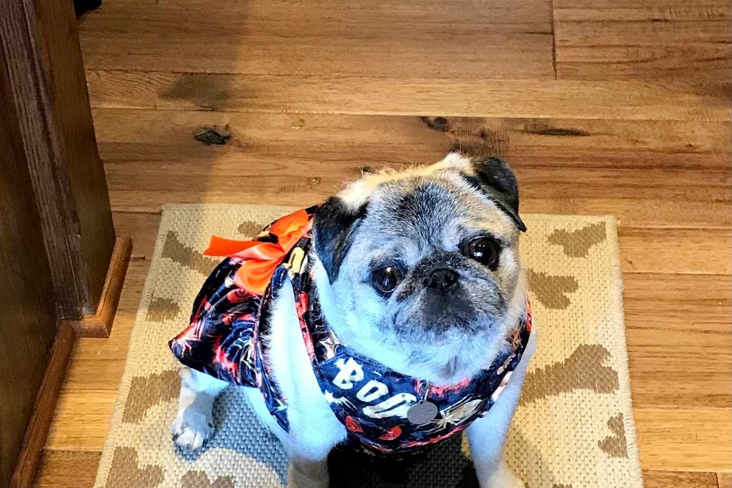 Strothertowne Pet Hospital