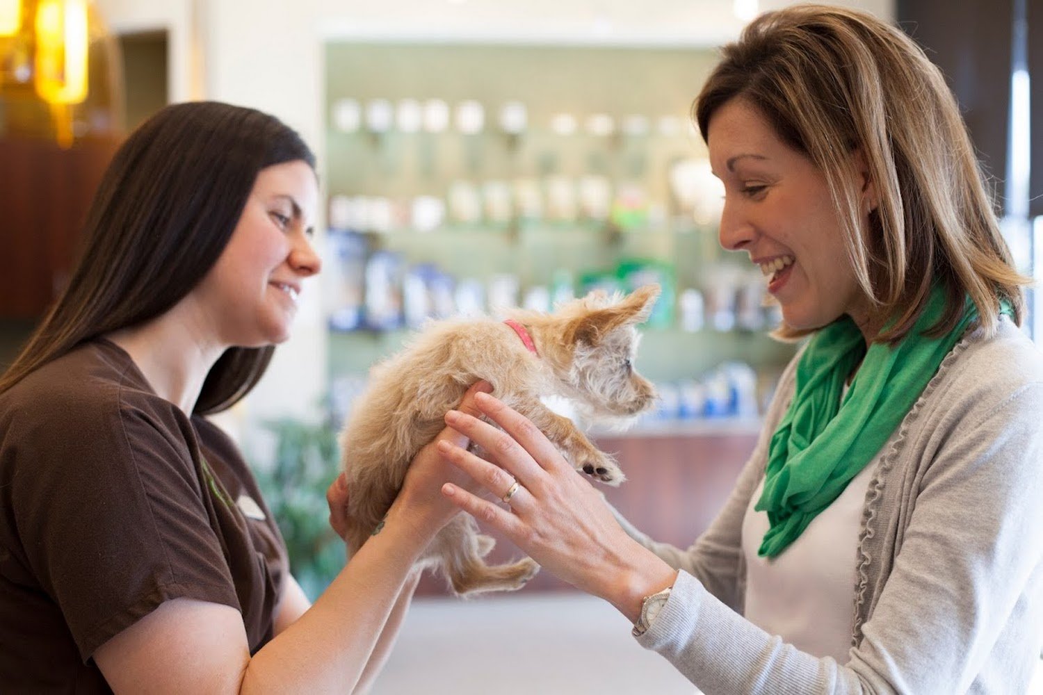 Town & Country Veterinary Hospital