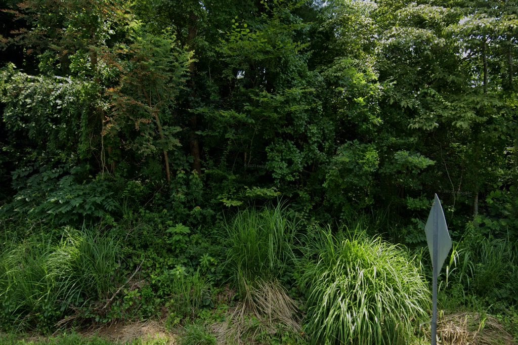 Mountain Animal Hospital