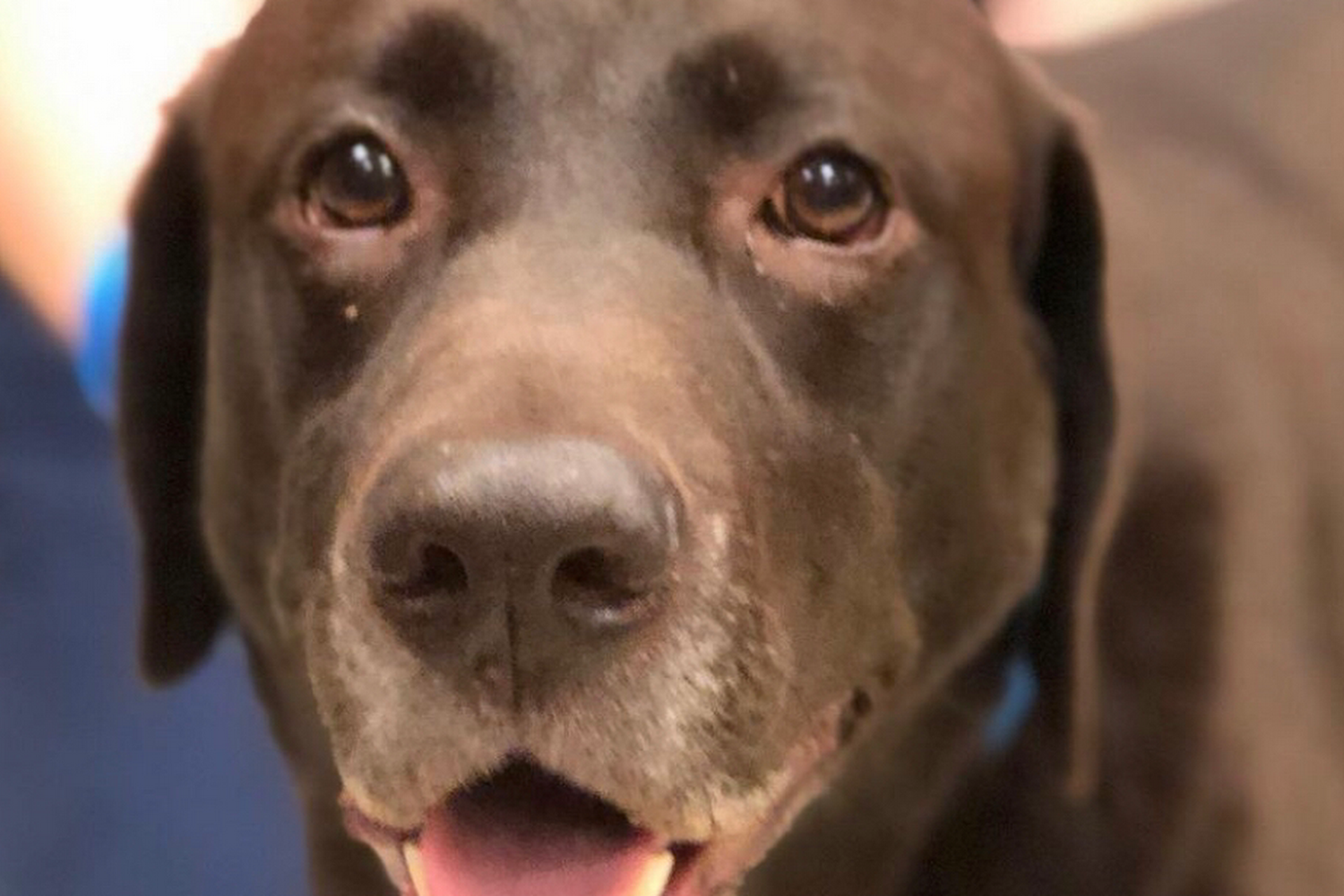 Triangle Veterinary Referral Hospital of Holly Springs