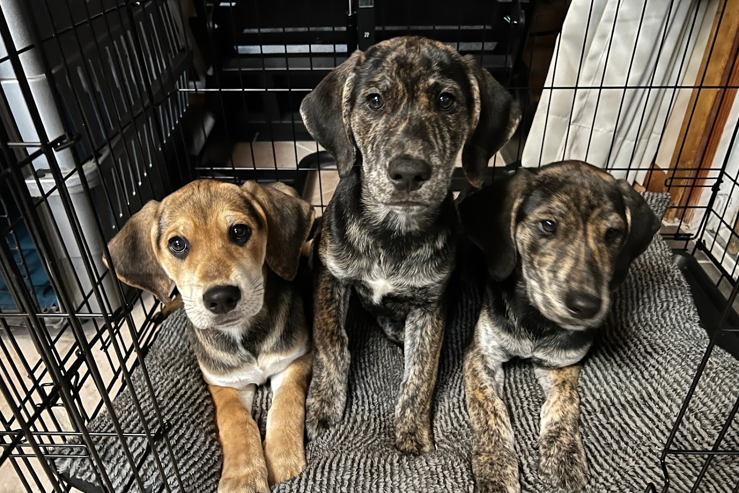 Westbrook Animal Hospital